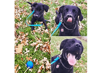 Cambridge dog trainer Mike's Mutts