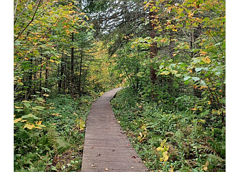 Thunder Bay hiking trail Mills Block Forest