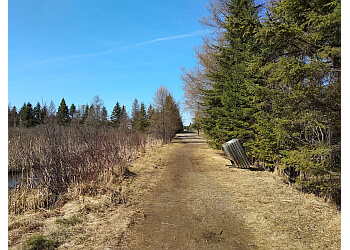 Thunder Bay hiking trail Mills Block Forest