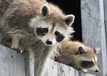 Milton animal removal Milton Wildlife Removal