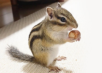 Milton animal removal Milton Wildlife Removal