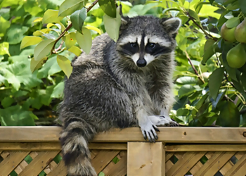 Milton animal removal Milton Wildlife Removal