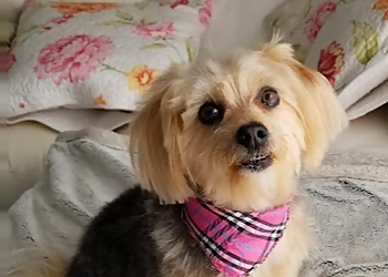 Orillia pet grooming Mimi's Pet Grooming