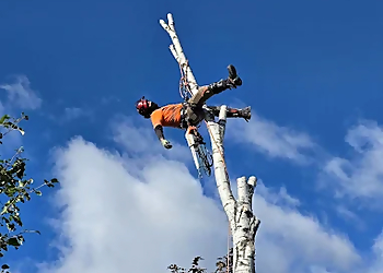 Mitigoog Solutions Inc. - Thunder Bay, ON Tree Services - Tree Removal Image