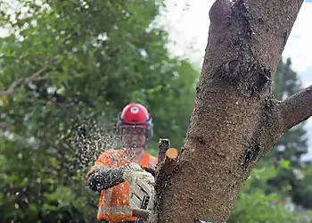 Mitigoog Solutions Inc. Mitigoog Solutions Inc. - Thunder Bay, ON Tree Services - Tree Trimming Image