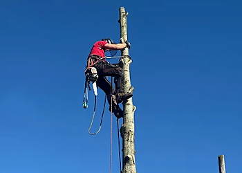 Monkey Tree Services Ltd - Vancouver, BC Services d'arboriculteur - Service Image