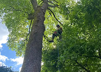 Monkey Tree Services Ltd Monkey Tree Services Ltd - Vancouver, BC Services d'arboriculteur - Field Work Image