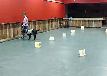 Mordu à l'os - Drummondville, QC Dog Trainers - Dog Training Session Image