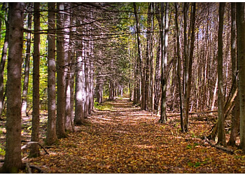 Dollard des Ormeaux Sentiers De Randonnée Morgan Arboretum