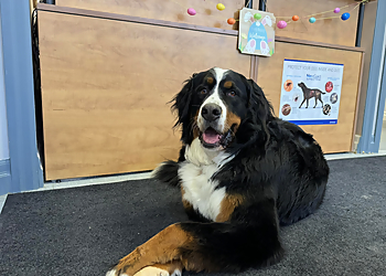 Markham veterinary clinic Mount Joy Animal Clinic