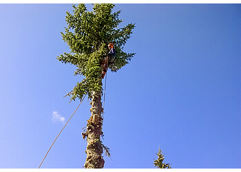 Airdrie Services d'arboriculteur Mountain Country Tree Care