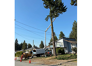 Maple Ridge tree service Mountain View Tree Service