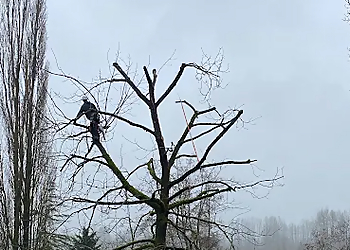 Mountain View Tree Service Inc - Maple Ridge, BC Tree Services - Field Work Image
