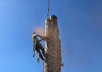 Mountain View Tree Service Inc - Maple Ridge, BC Tree Services - Service Image