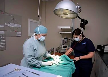 Mountainview Animal Hospital - Halton Hills, ON Veterinary Clinics - Treatment Room Image
