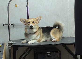 Saint Hyacinthe pet grooming Mousse & Calin