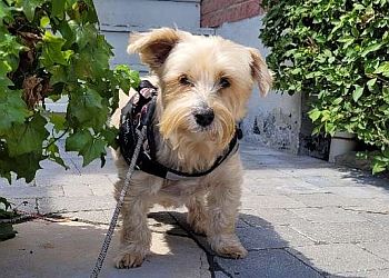 Whitby dog walker Move Your Doggie