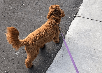 Whitby dog walker Move Your Doggie