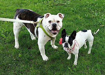 why do groomers shave american bulldog