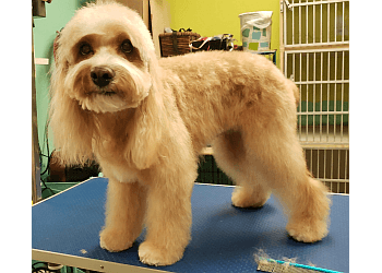 Brantford pet grooming Mr Paws Grooming and Daycare