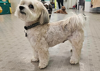 Brantford pet grooming Mr Paws Grooming and Daycare