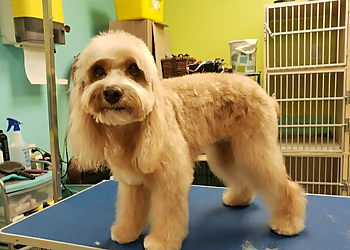 Mr Paws Grooming and Daycare - Brantford, ON Pet Grooming - Service Image