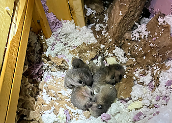 Mr. Pests Control Ottawa & Wildlife Removal  - Ottawa, ON Élimination Des Animaux - Service Highlights