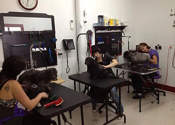 Victoria pet grooming Mucky Mutt Pet Salon
