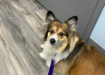 Huntsville veterinary clinic Muskoka Lakes Veterinary Clinic