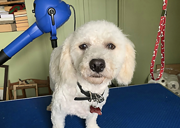 Huntsville pet grooming Muskoka Spiffy Paws