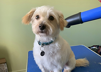 Huntsville pet grooming Muskoka Spiffy Paws