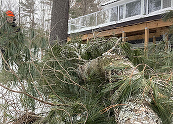 Huntsville tree service Muskoka Tree Solutions image 1