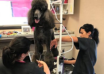 Medicine Hat pet grooming Muttley Crew