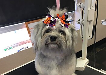 Medicine Hat pet grooming Muttley Crew