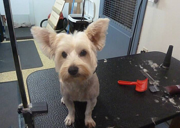 Nanaimo pet grooming Mutts n' Such Grooming