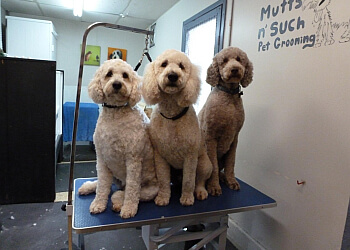 Nanaimo pet grooming Mutts n' Such Grooming