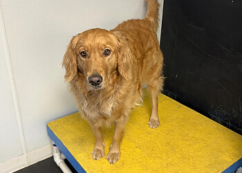 Stouffville pet grooming Muttz with Mannerz