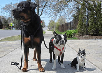 Richmond Hill Dresseurs De Chiens My Obedient Dog