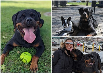 Richmond Hill Dresseurs De Chiens My Obedient Dog