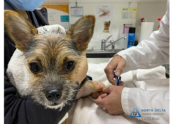 Delta veterinary clinic North Delta Animal Hospital