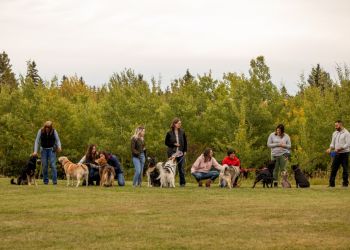 Edmonton dog trainer Naughty Boyz Dog Training Inc.