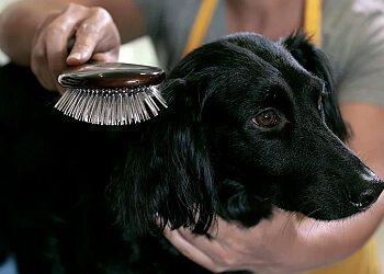 Halifax Salons de Toilettage Pour Animaux De Compagnie Naughty Paw