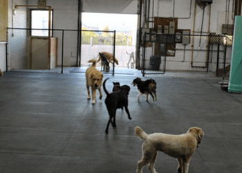 Cambridge dog trainer New Approach Canine