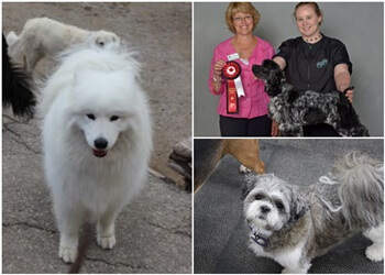 Cambridge dog trainer New Approach Canine