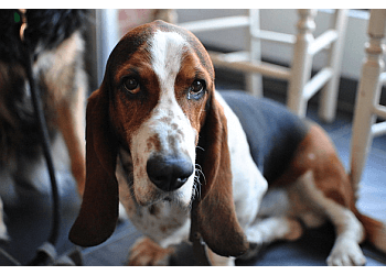 St Catharines dog trainer Niagara Dog Training