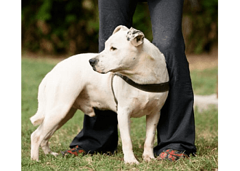 St Catharines dog trainer Niagara Dog Training