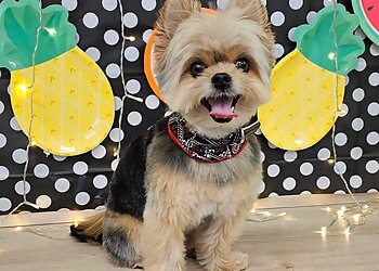 Saint Jerome Salons de Toilettage Pour Animaux De Compagnie Nom d'un chien!