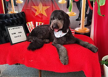 Saint Jerome Salons de Toilettage Pour Animaux De Compagnie Nom d'un chien!