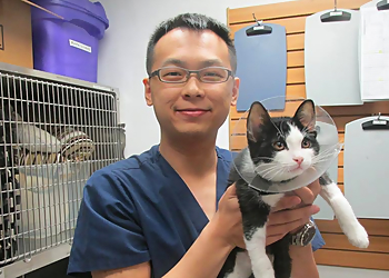 North Town Veterinary Hospital - Brampton, ON Cliniques Vétérinaires - Medical Procedure Image