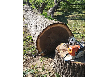 Norfolk tree service Northern Shores Tree Care